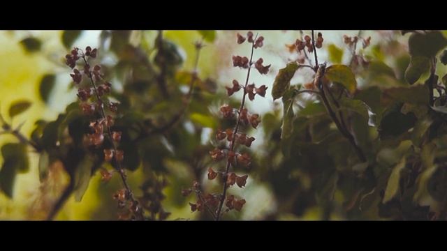 Cinematic Nature Video | Sony Alpha 58