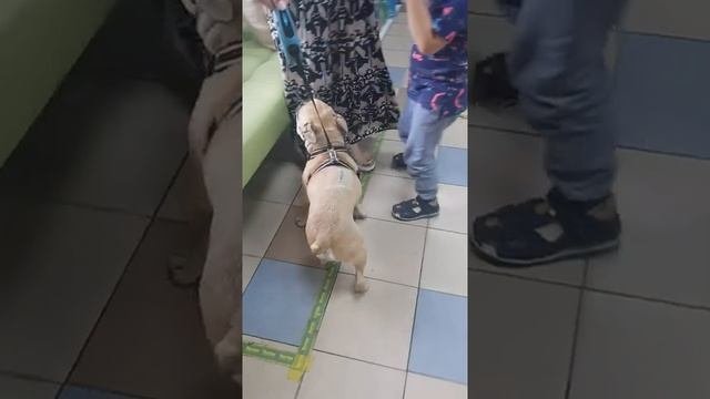 операция на позвоночнике у Французского бульдога.mp4