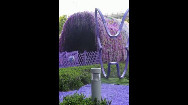 PURPLE FLOWERS GALORE in HONGKONG