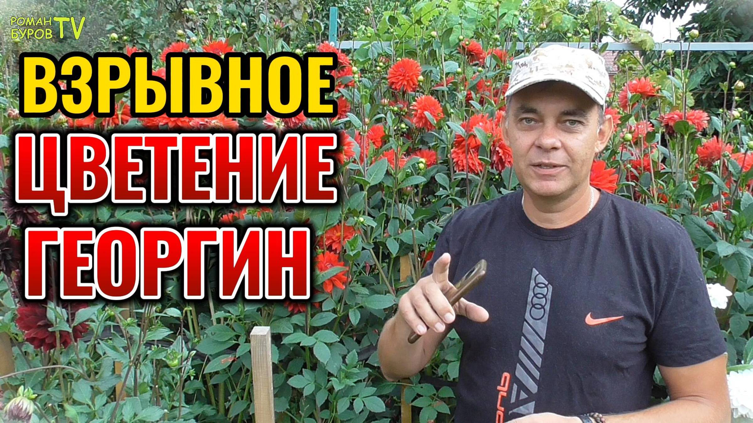 🌺 Георгины цветут до самых заморозков?! Это реально с этой подкормкой! 🌸 Прощай, скудное цветение!