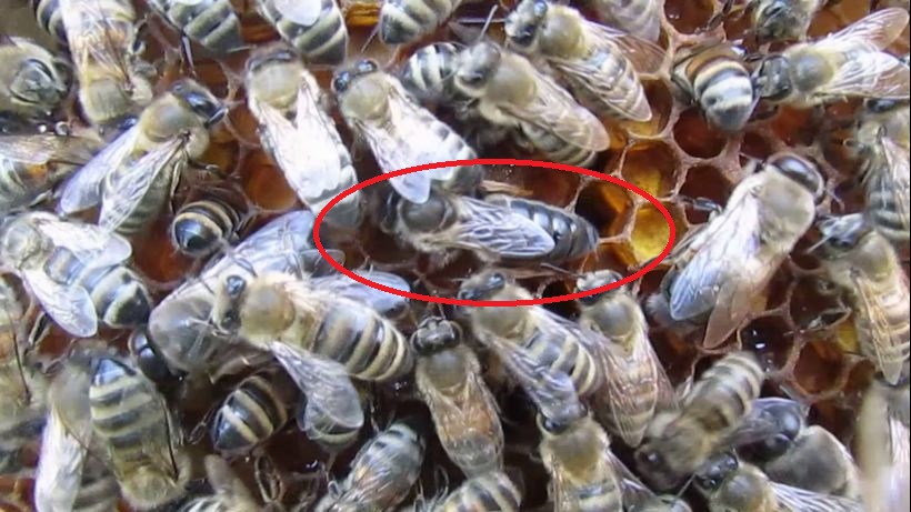 облет пчелиных маток , для замены маток в роях и семьях пчел