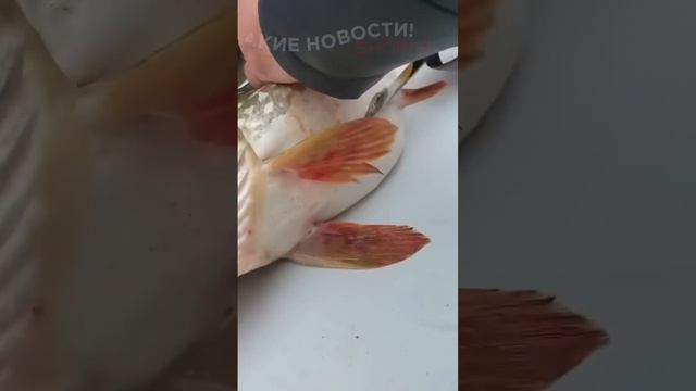 что можно найти в щуке