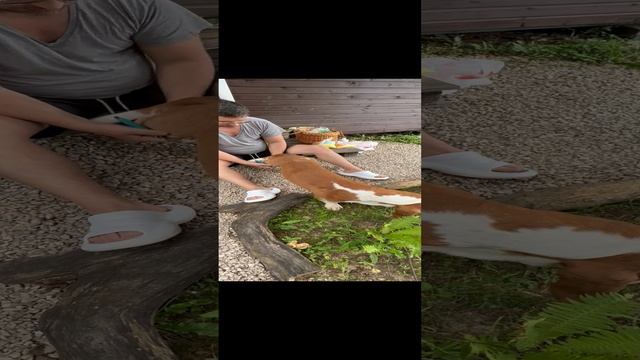 09-08-2023 бассет-хаунт обнимашки маникюр
