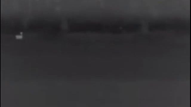 Ночная жизнь диких зверей. Олени.