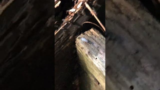 Ants vs bugs