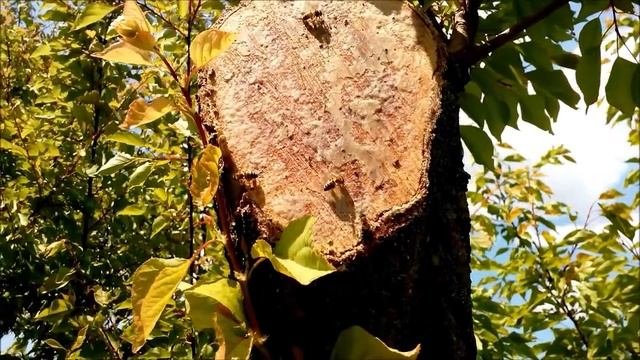 Пчелы собирают садовый вар Bees Collect Garden Var