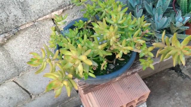 SUCULENTA COM FOLHAS MURCHAS/COMO RESOLVER ISSO?/PORQUE ISSO ACONTECE?