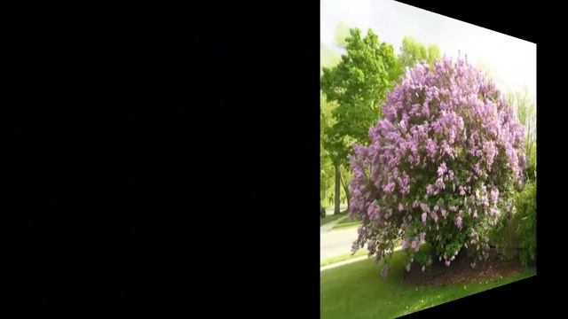 Сирень Декоративные кустарники59 Декоративные растения
