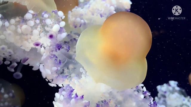 Aquarium relaxing music| Instant mind calm music| sleep music| yoga music| Detox negative emotions
