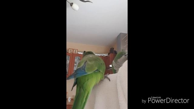 ПОЧЕМУ ПОПУГАИ ДЕРУТСЯ? Что можно сделать в этой ситуации? / Why do parrots fight?
