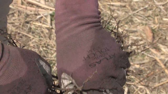 Miscanthus: Propagating Rhizomes