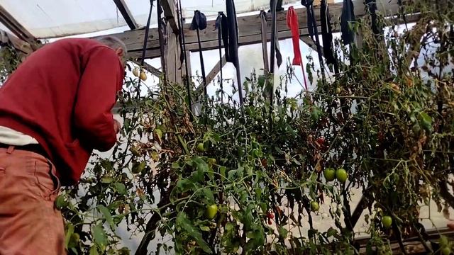 Убираю свеклу, собираю помидоры.#дача #огород #теплица #