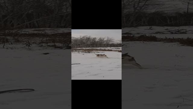 лайка Лис на природе.mp4