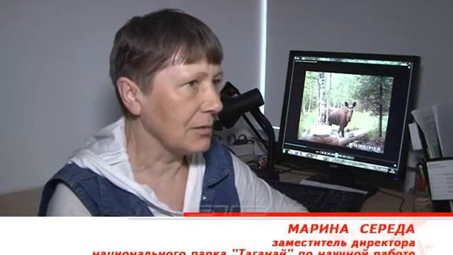 В национальном парке «Таганай» появились на свет маленькие лосята