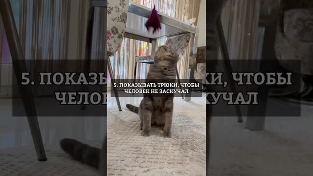ПРАВИЛА ХОРОШЕГО КОТА