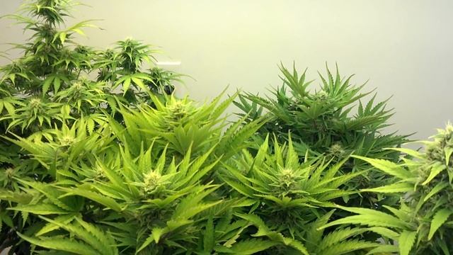 T5 Autoflower Room - Day 55 - Russian Rocket Fuel, Red Dwarf, Syrup & Deimos