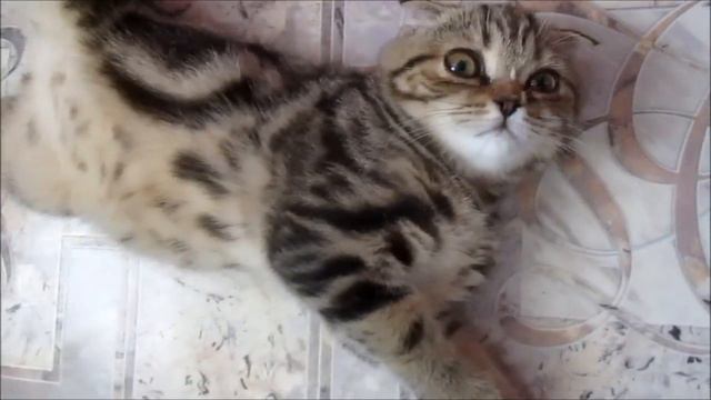 Наш шотландский вислоухий кот Малыш отдыхает