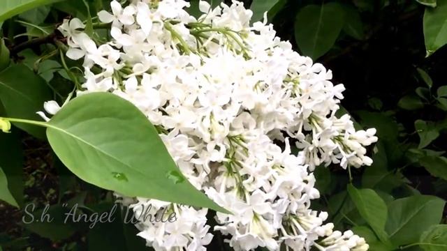 S.h Angel White сирень Белый Ангел