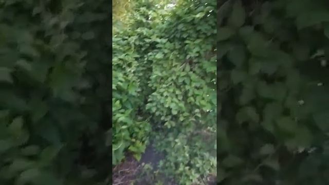 У нас заказывают и покупают лимонник китайский, приобрести саженцы
