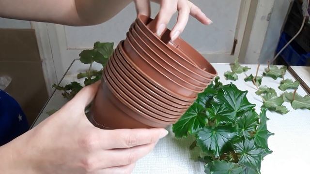 БЕГОНИЯ. РАЗМНОЖЕНИЕ ЧЕРЕНКОВАНИЕМ. Укоренение бегонии