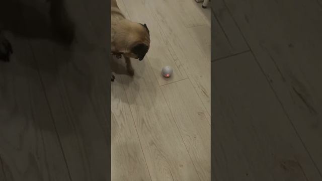 Оливье, новая игрушка - живой мяч