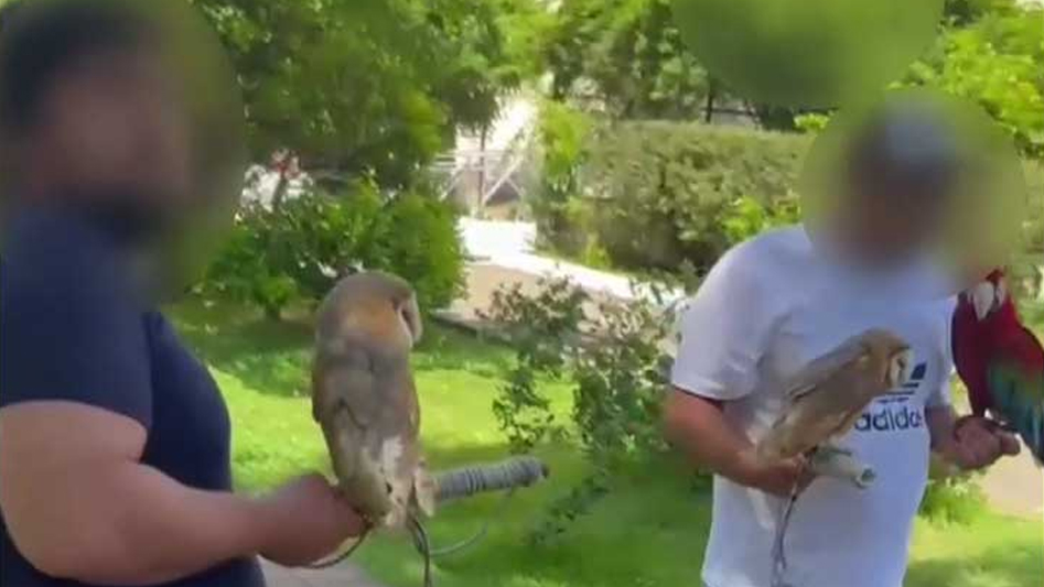 В Адлерском районе Сочи у фотографов-живодеров изъяли сов и попугая