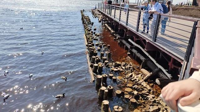 Утиное семейство на прогулке