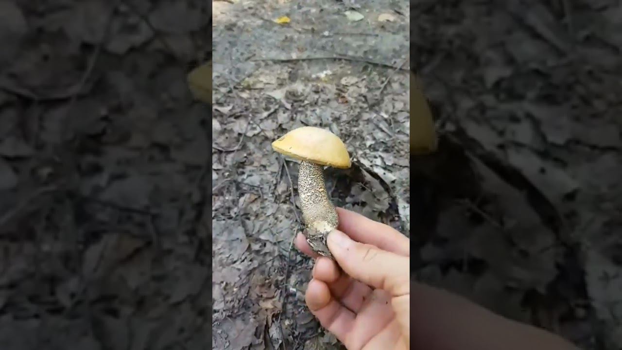 Грибник в шоке от этого грибного безумия! Сбор грибов часть 2 . #shorts #mushrooms #погрибы