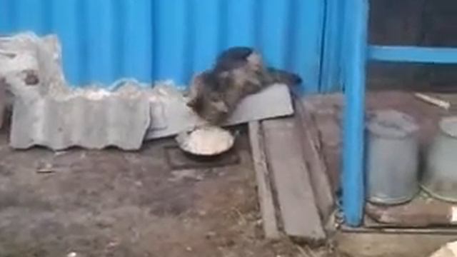 кошка кушает лапой