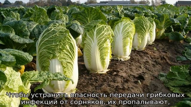Пекинская капуста, рассада, выращивание