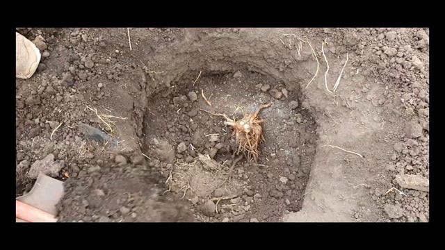 Промышленная высадка Павловнии .