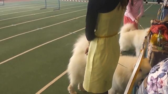 юный хэндлер