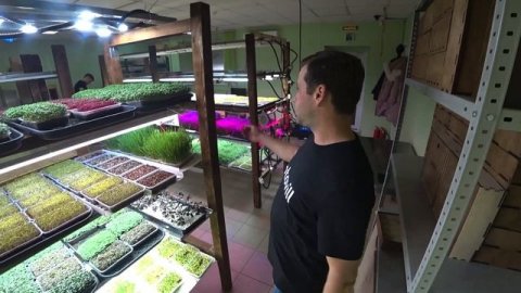 Вся правда о микрозелени. К чему нужно быть готовым открывая ситиферму