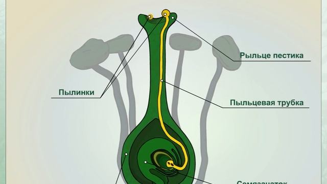 двойное оплодотворение у цветковых растений ( тема 7 класса так же огэ и впр )
