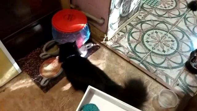 Мама пяти кошек из Запорожья. Свободу попугаям ! Хранители тапок .