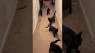 Кот научился создавать своих клонов