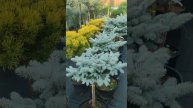 На что будем делать обзор 1 Ель Энгельмана глаоука 2Ель обыкновенная Инверс