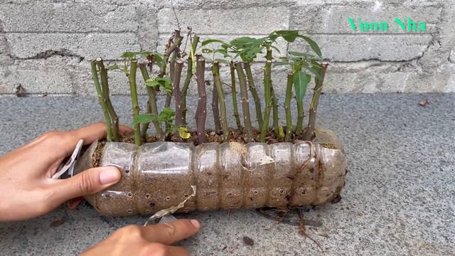 Recycle plastic bottles for rose propagation pots _ How to grow roses