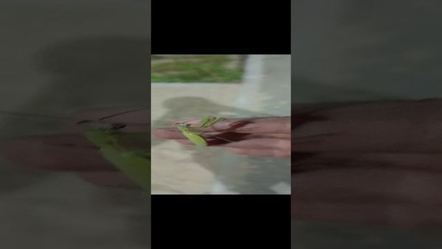 Нашел богомола! (секрет) они мне каждый день попадаются...