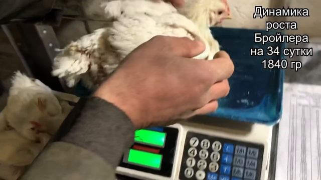 Бройлеры как бизнес, выращивание бройлера и содержание в домашнем условии, бизнес на бройлере.