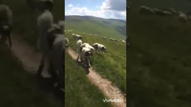 Карпатські собаки.