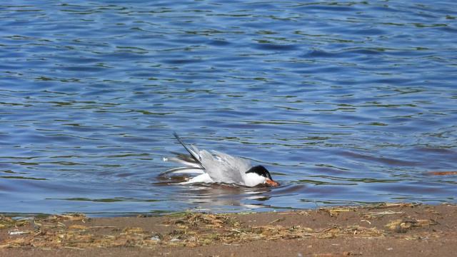 Речная Крачка купается, наблюдение птиц в Великом Новгороде 23 мая 2024
