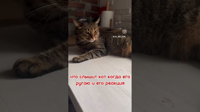 Ругаю Флоки .. 😂