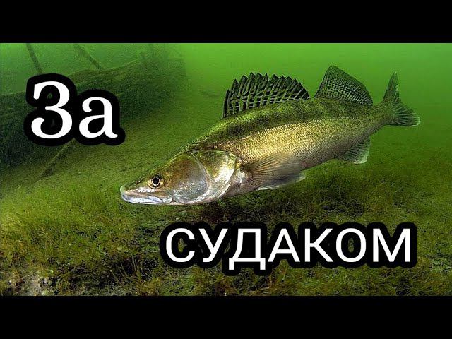 Ловля судака