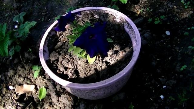 Цветочная фантазия