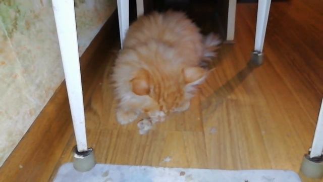 Дворовый котенок