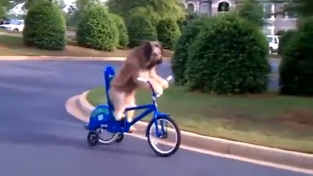 Собака спокойно катается на велосипеде Юмор! Прикол! Смех
