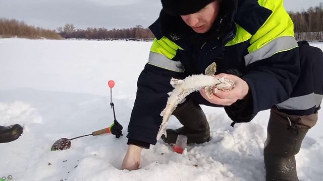 Хорошая рыбалка получается, поймал и отпустил, хариус в своём репертуаре.