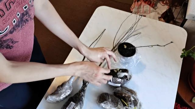 Сады России - посылка, распаковка. Отличная земляника и СУПЕР ЕЖЕВИКА!
