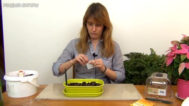 Рассада капусты (ч.1).